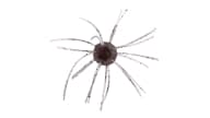 Strike King Tumbleweed Salted - 527 - Thumbnail